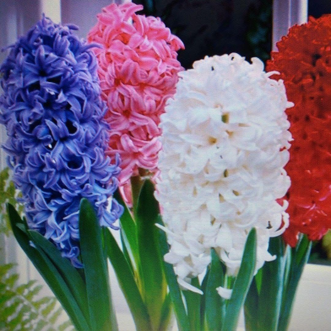 OM50-2 大玉50球 白 ピンク 各25球 ユリ球根 花の球根 【 オリエンタル OM50-2 大玉50球 白 ピンク 各25球 ユリ球根 花の球根 【 オリエンタル